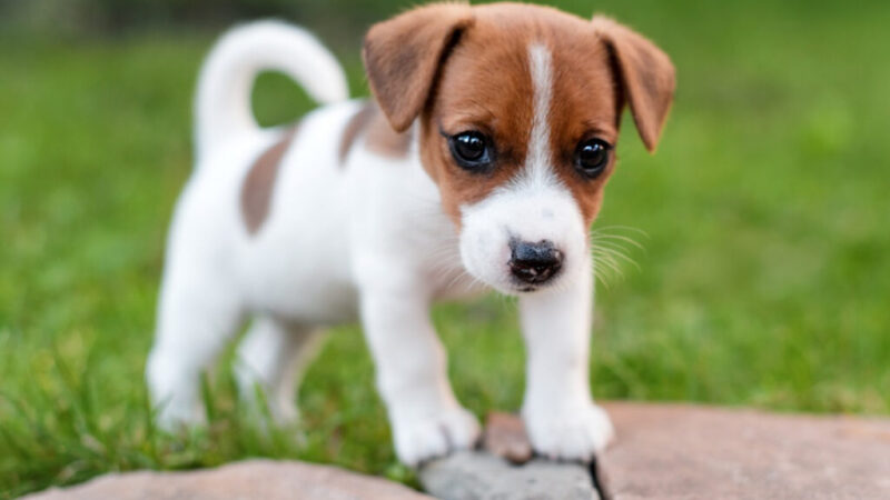 Cani di Piccola Taglia in Regalo: Trova il Tuo Compagno Ideale!